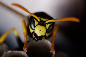 Best Macro Lenses for Photographers