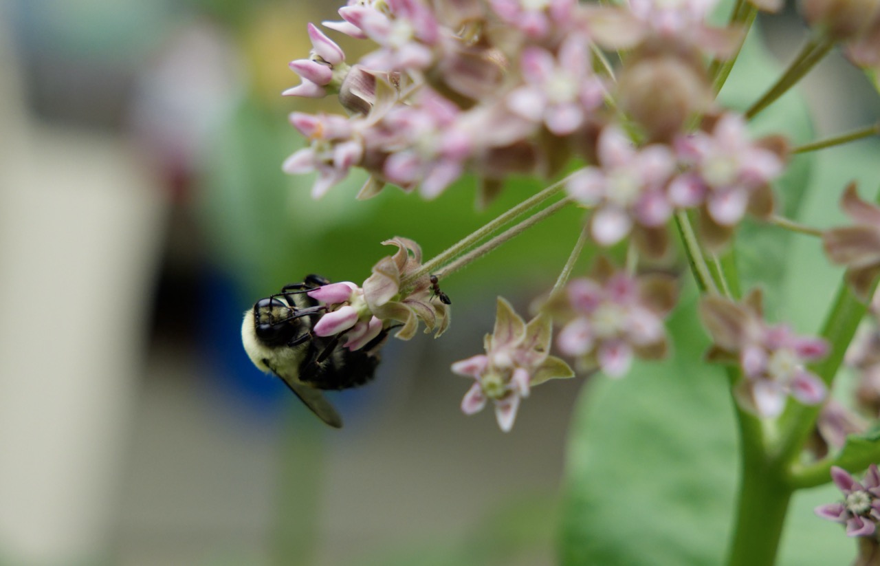 A bee and an ant on a flowering plant. This image has a lot of noise, before edited in PhotoLab 9