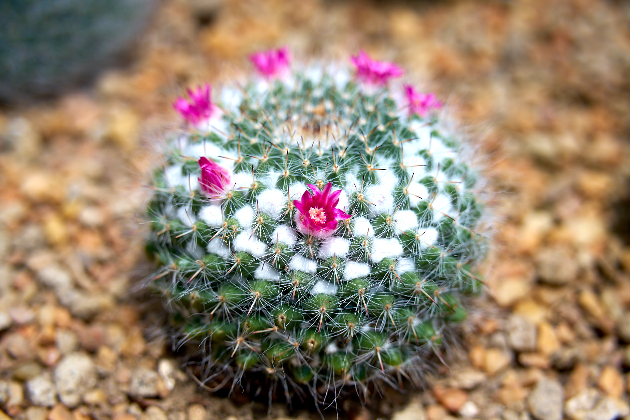 A small cactus with blooming flowers.