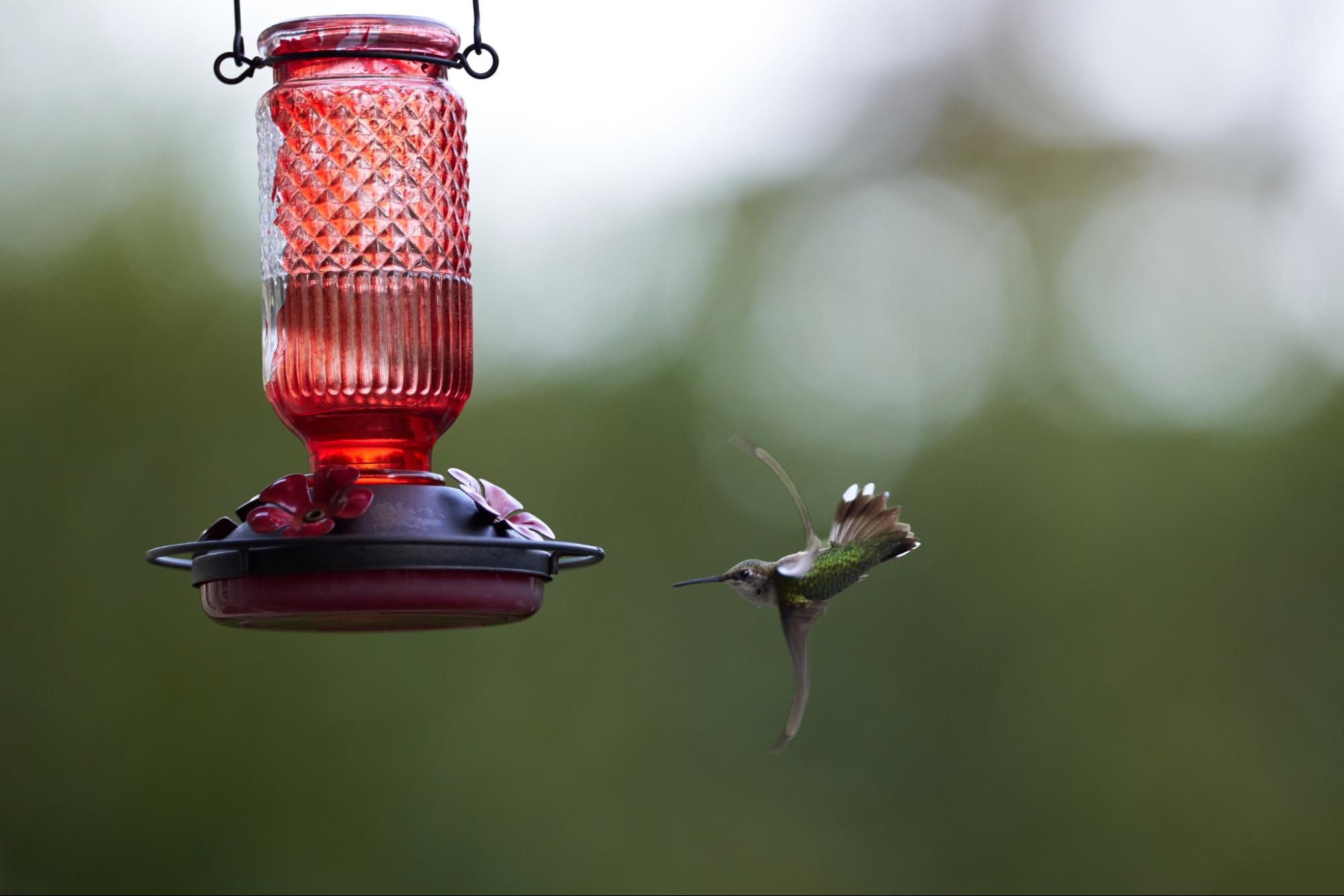 A hummingbird hovers inches from a feeder.