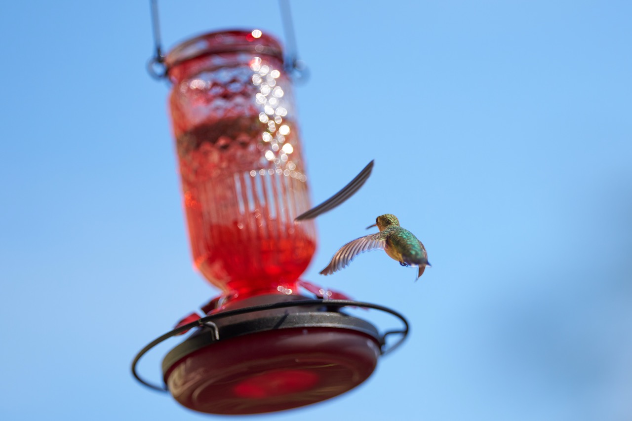 A hummingbird hovers above a feeder while one of its feathers drifts down.