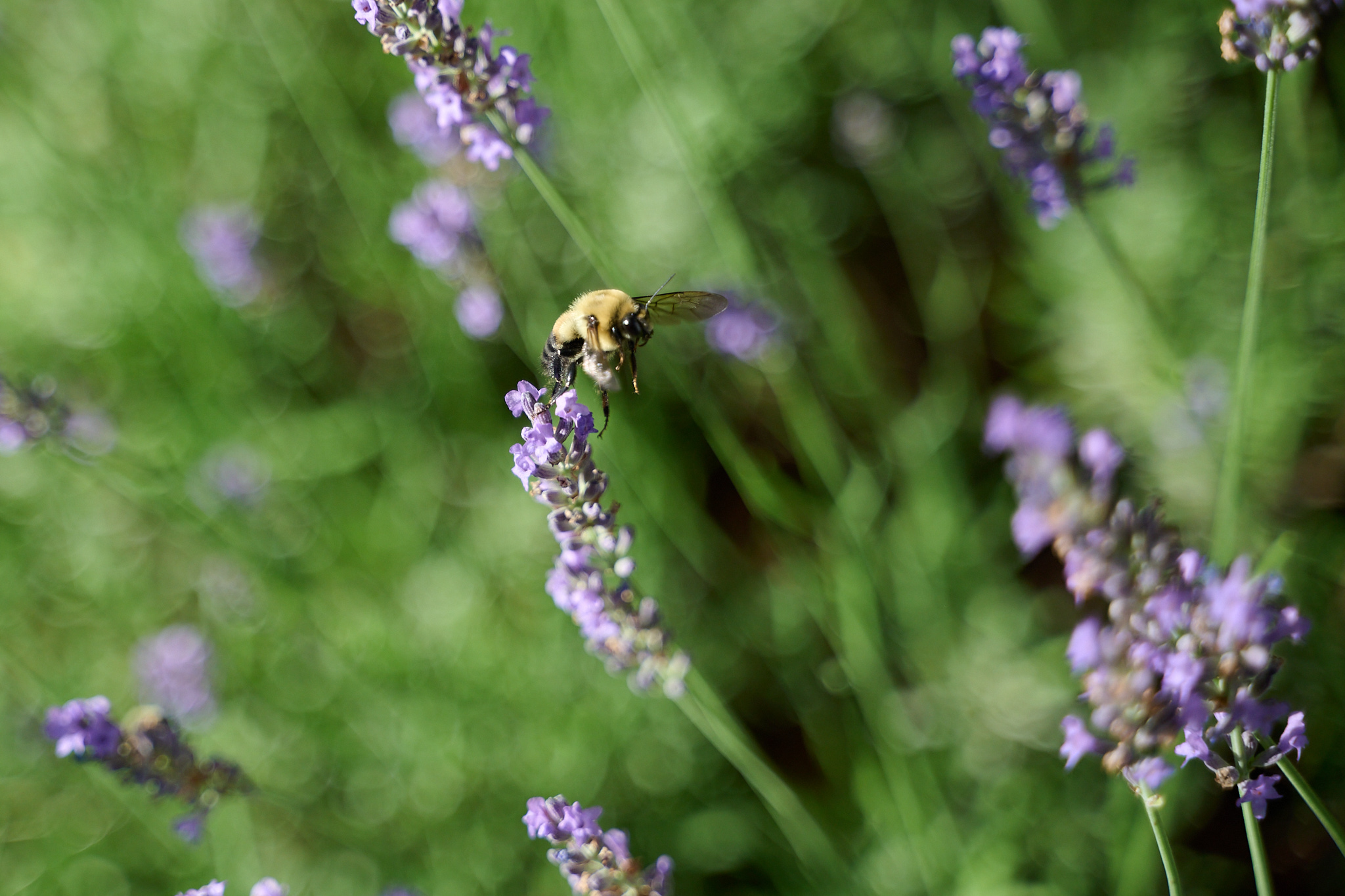 A bee flying near a purple cluster of flowers.
